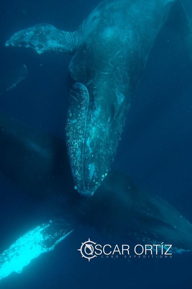 Humpback whales off the coast of Los Cabos, Mexico