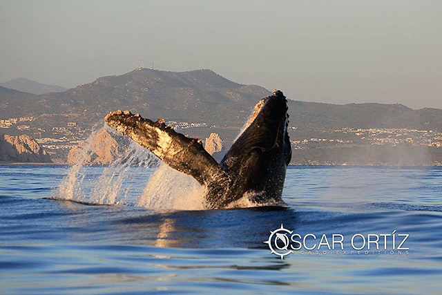 Whale watching in Cabo San Lucas Mexico