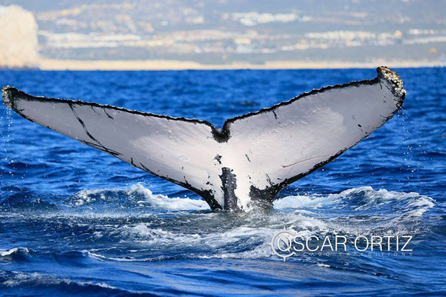 Whale Watching in Cabo San Lucas, Mexico