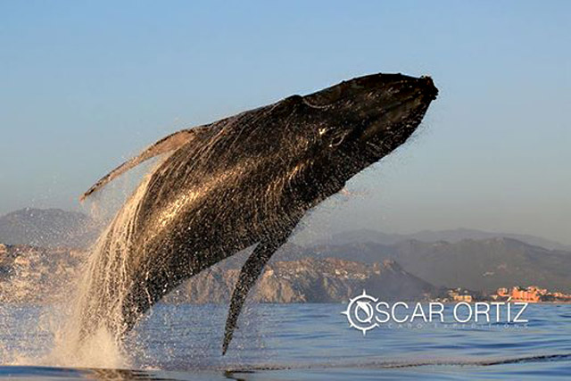 Whale rescue in the waters of Los Cabos Mexico