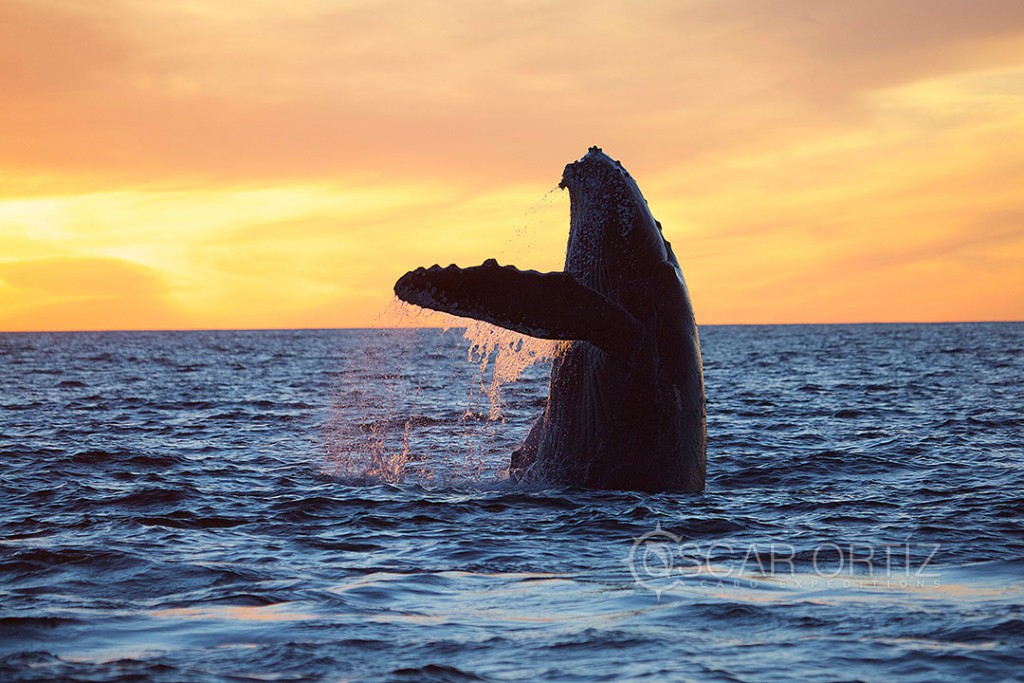 Whale Watching Tours in Los Cabos Mexico
