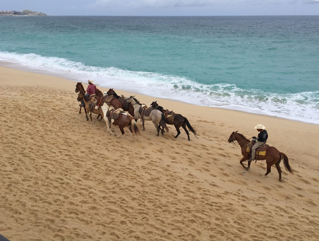 Horses on Médano Beach in Cabo San Lucas Mexico