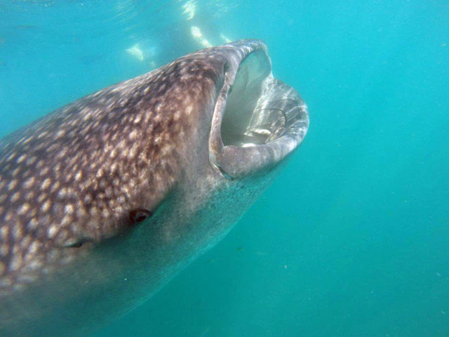A Whale Shark in the Sea of Cortez Mexico