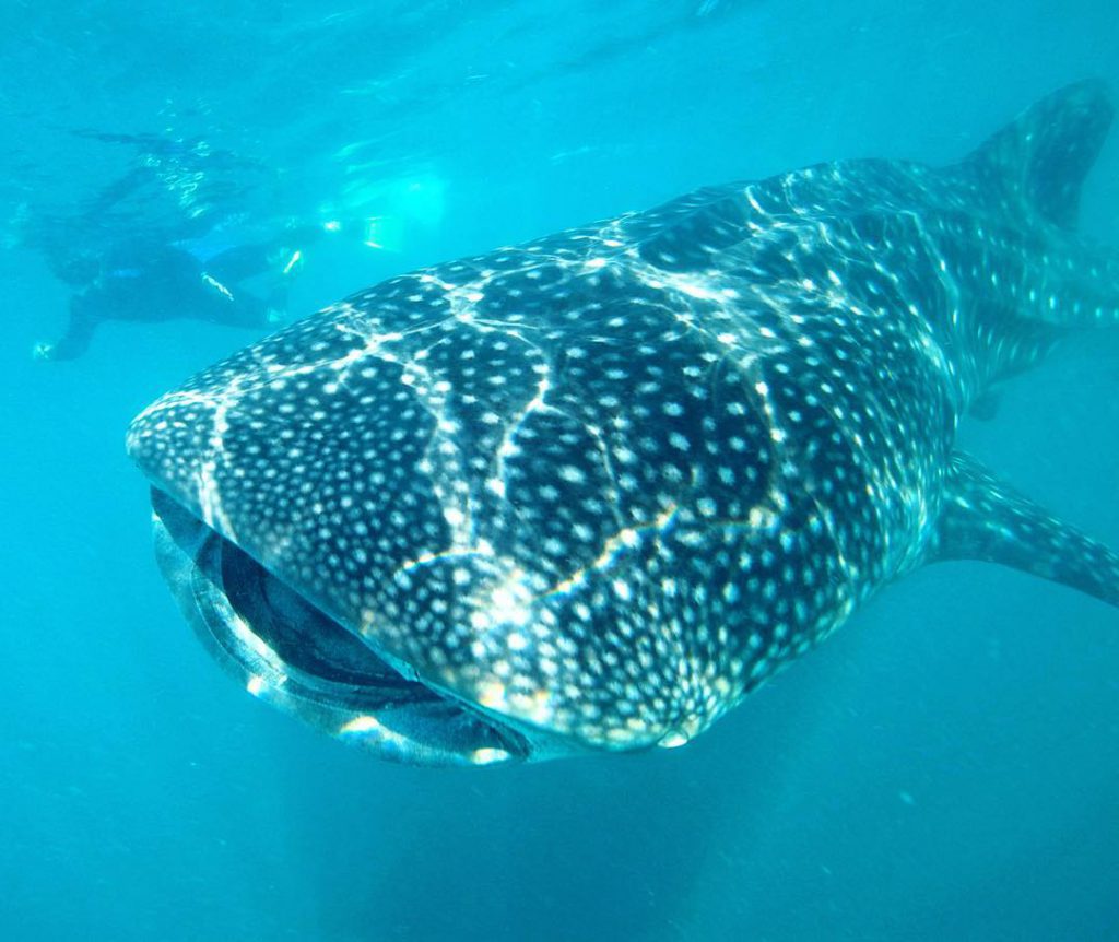 Diving with Whale Sharks in the Sea of Cortez