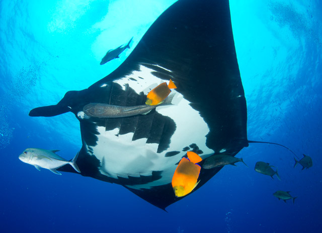 Giant manta ray being cleaned by Clarion angelfish and others at Socorro Island in Mexico