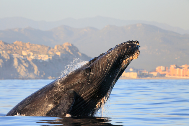 Whale watching in Los Cabos, Mexico