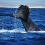 Whale Watching Los Cabos Mexico