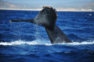 Whale Watching Cabo San Lucas