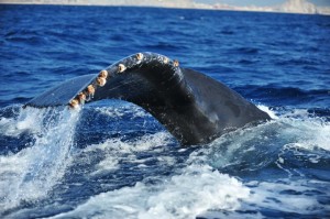 Whale Watching Los Cabos