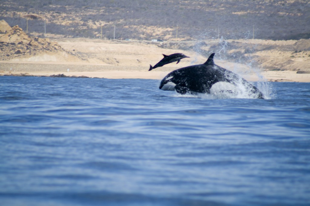 Whales Ecology Los Cabos Mexico