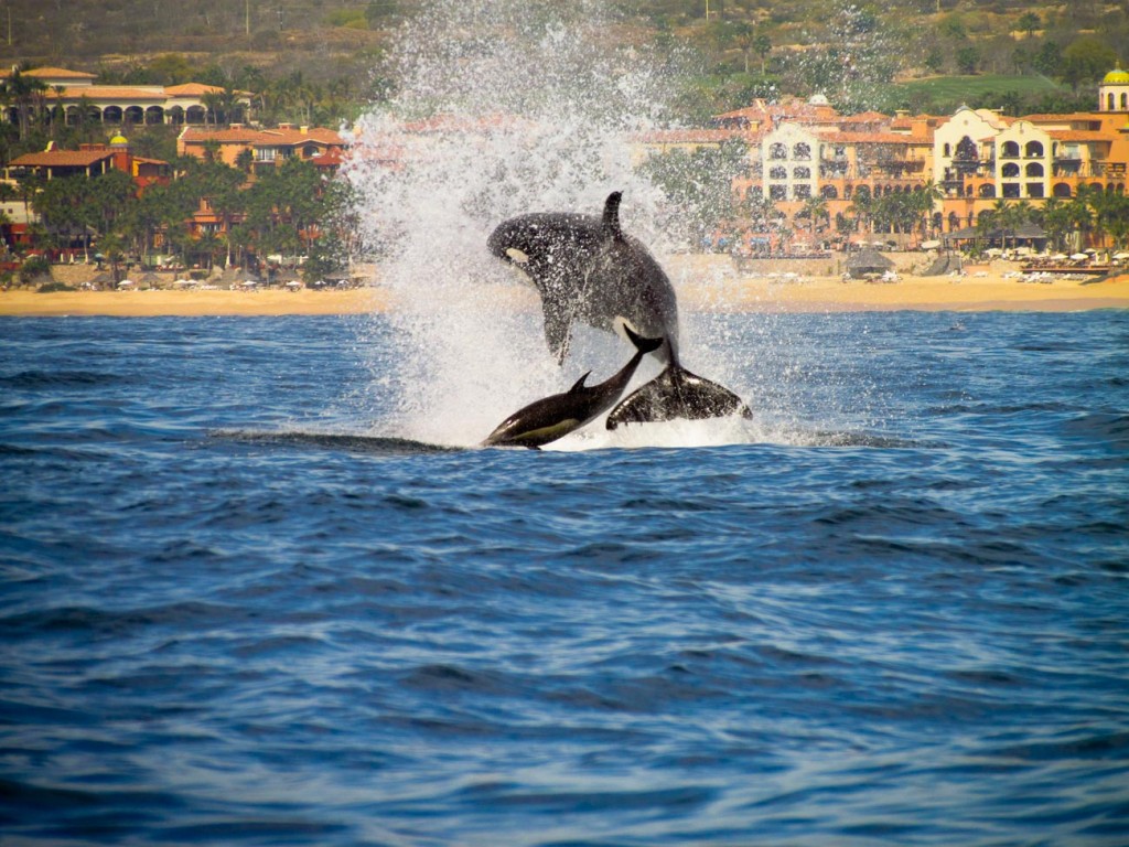 Los Cabos Mexico Ecology Orca Whales