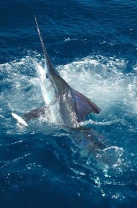 Fishing in Cabo San Lucas