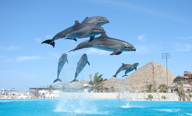 Cabo Dolphins Cabo San Lucas