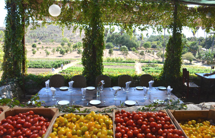 Huerta Los Tamarindos San Jose del Cabo Mexico Organic Farm and Restaurant vegetarian