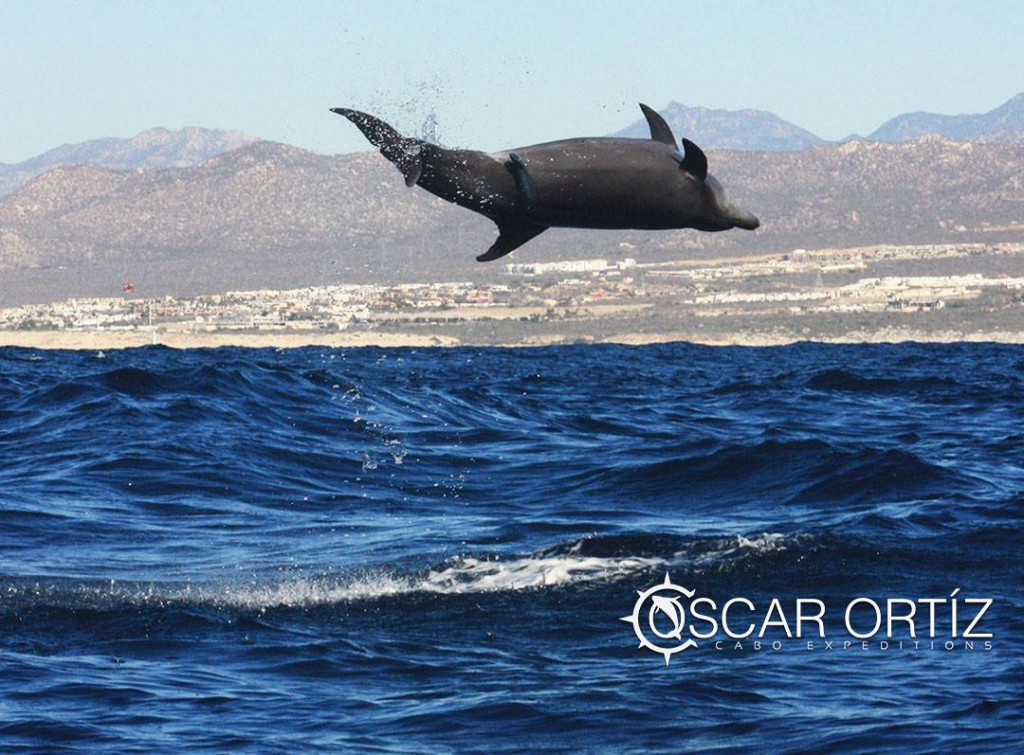 Leaping dolphin off the coast of Cabo San Lucas