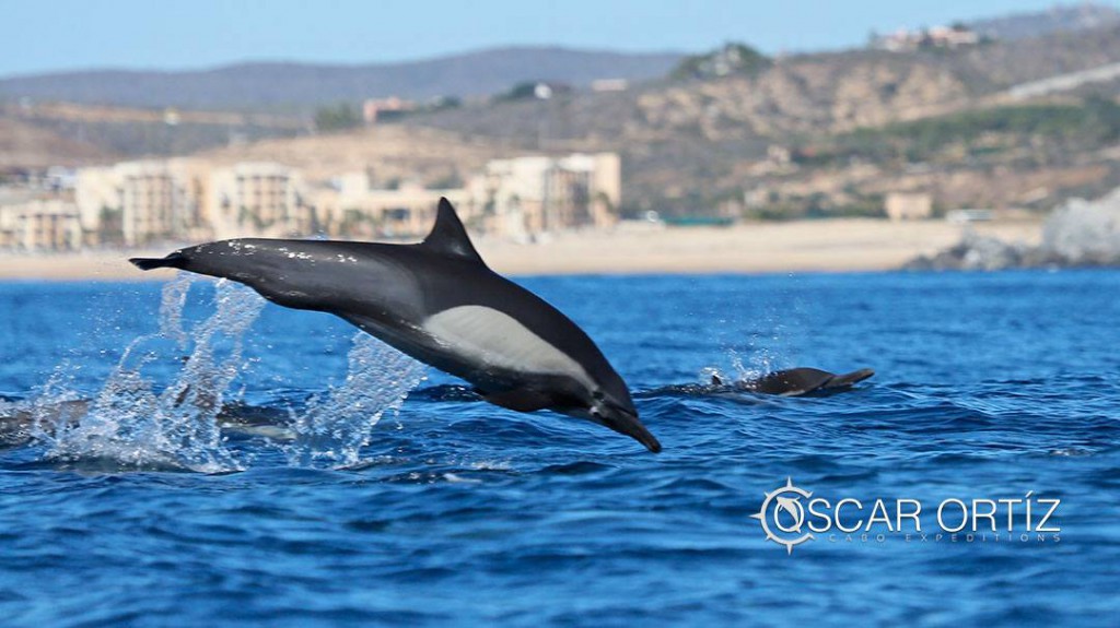 Common dolphin leaping off the shores of Cabo San Lucas