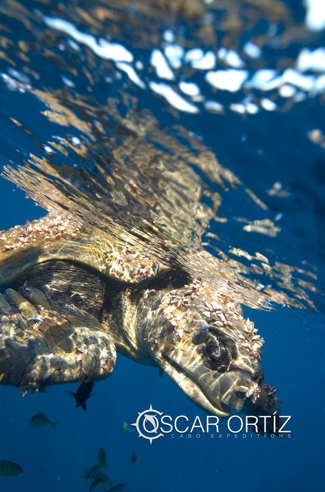 Green sea turtle, Los Cabos, Mexico