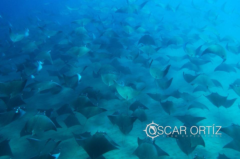 Mobula Rays in the Sea of Cortez