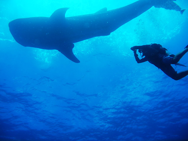 Scuba Diving at the Revillagigedo Islands