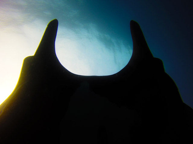 Manta Scuba Diving in Los Cabos Mexico