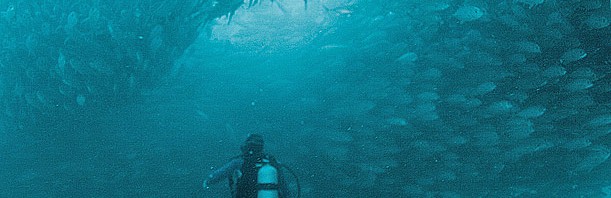 Diving at Cabo Pulmo Mexico