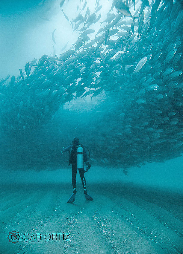 Diving at Cabo Pulmo Mexico