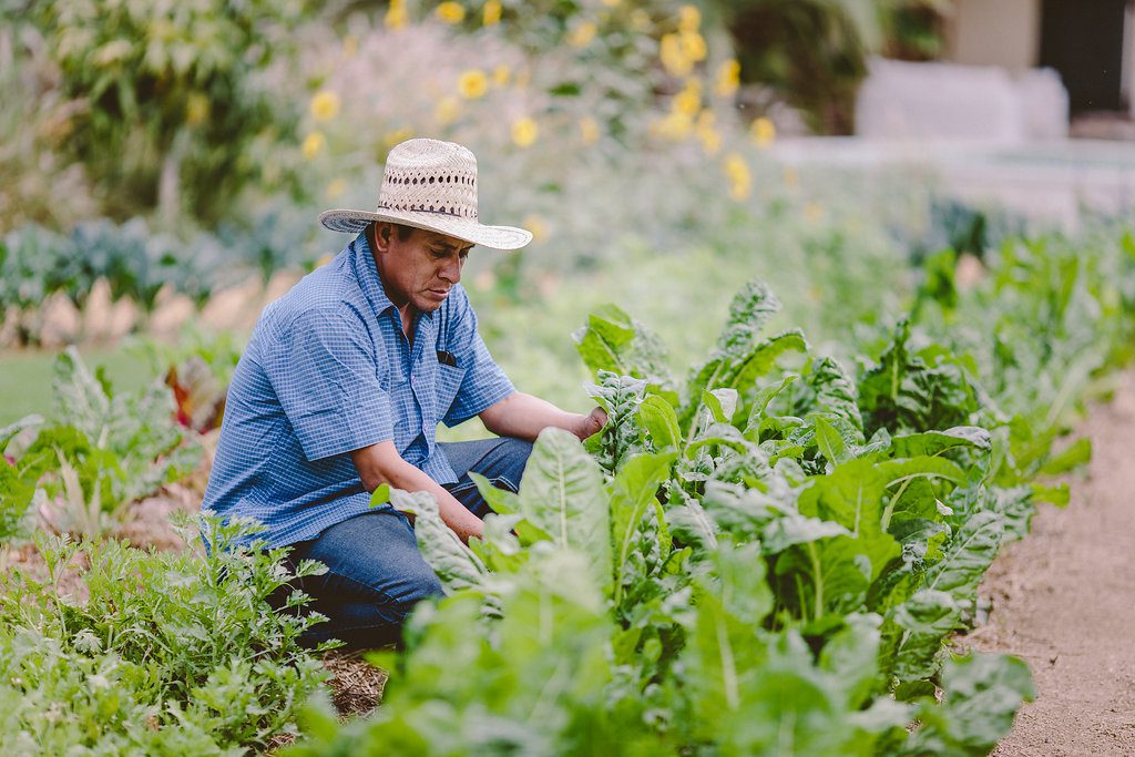 Flora Farms 