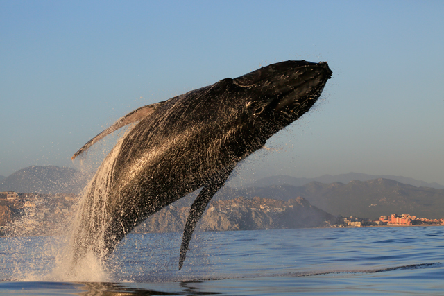 Whale watching in Los Cabos, Mexico