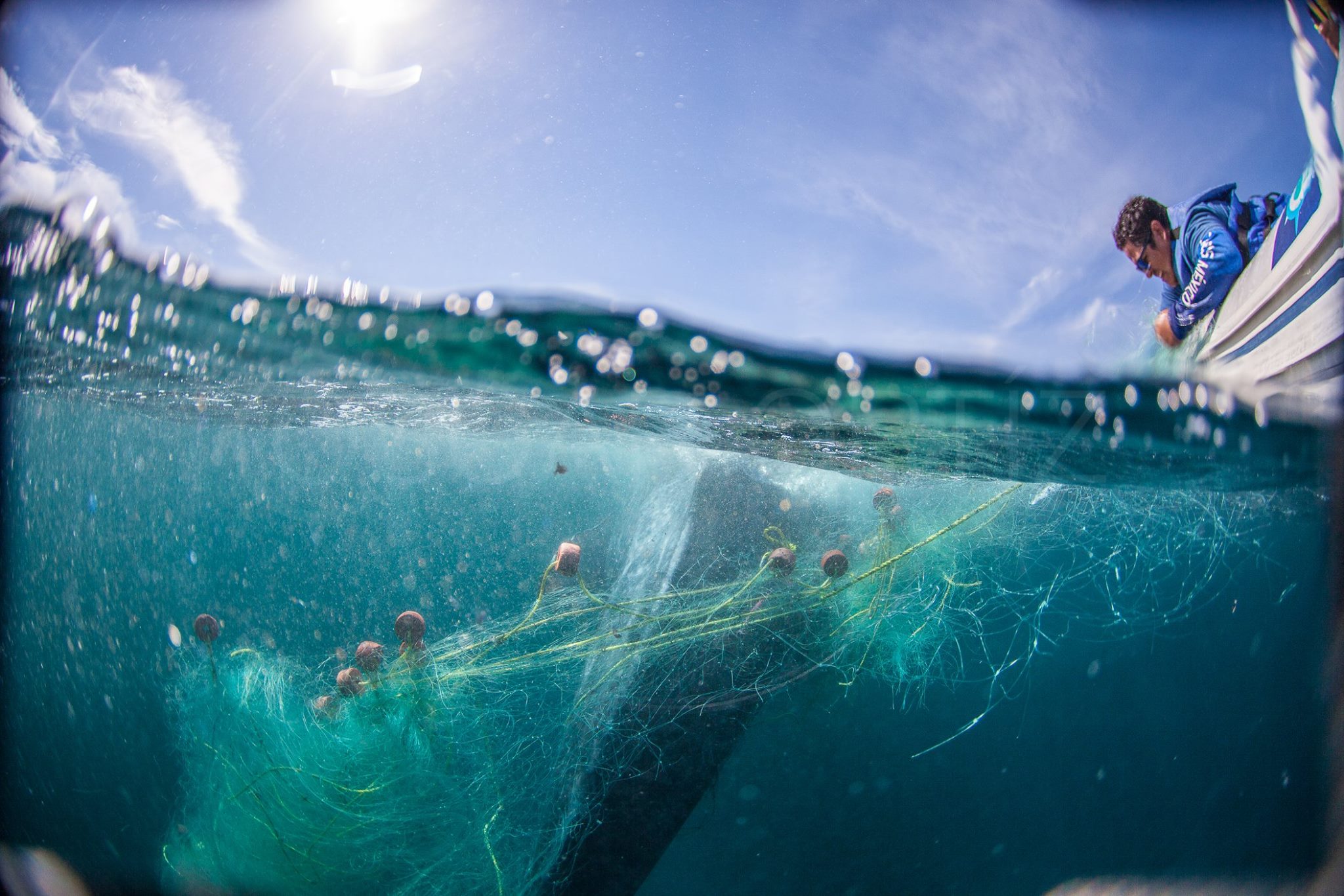 Rescuing an entangled humpback whale in the waters off Los Cabos