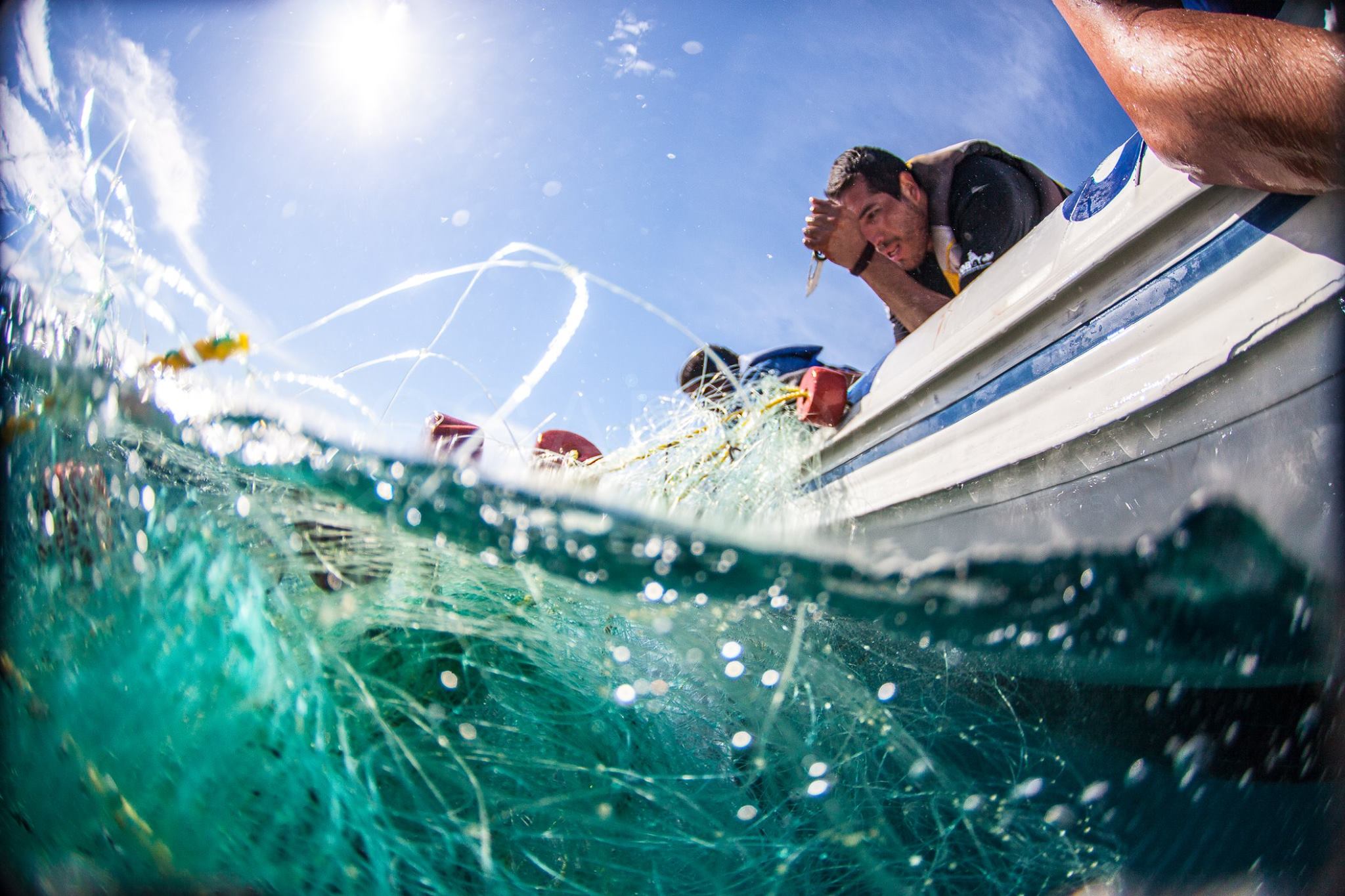 Whale rescues in Los Cabos Mexico