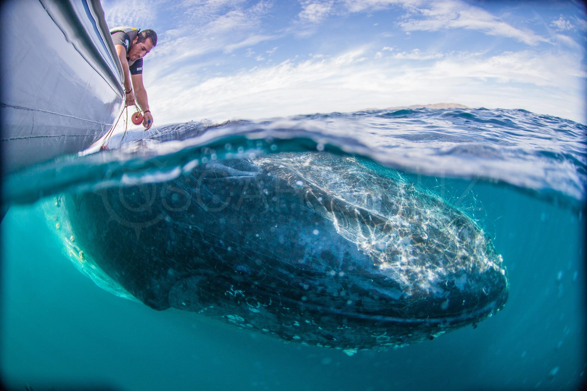 Whale rescue in the waters of Los Cabos Mexico