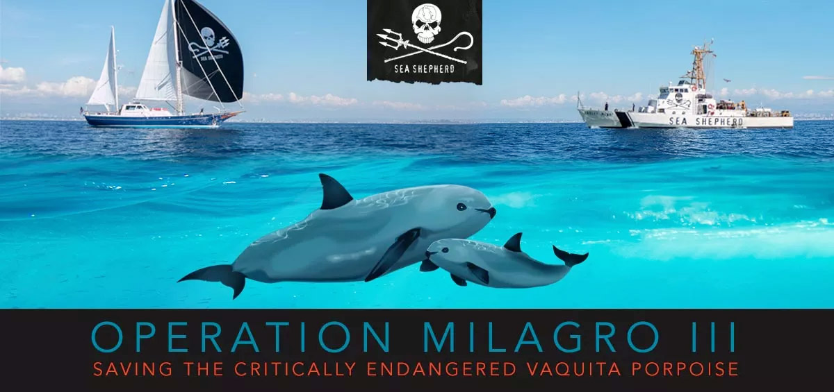 Save the critically endangered vaquita porpoise