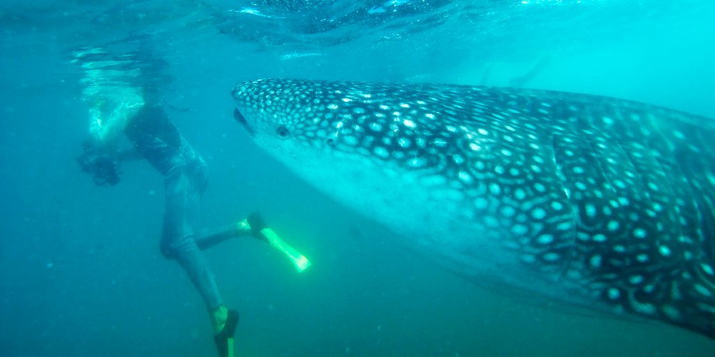 Whale Shark Swimming Tours in the Sea of Cortez with Cabo Expeditions