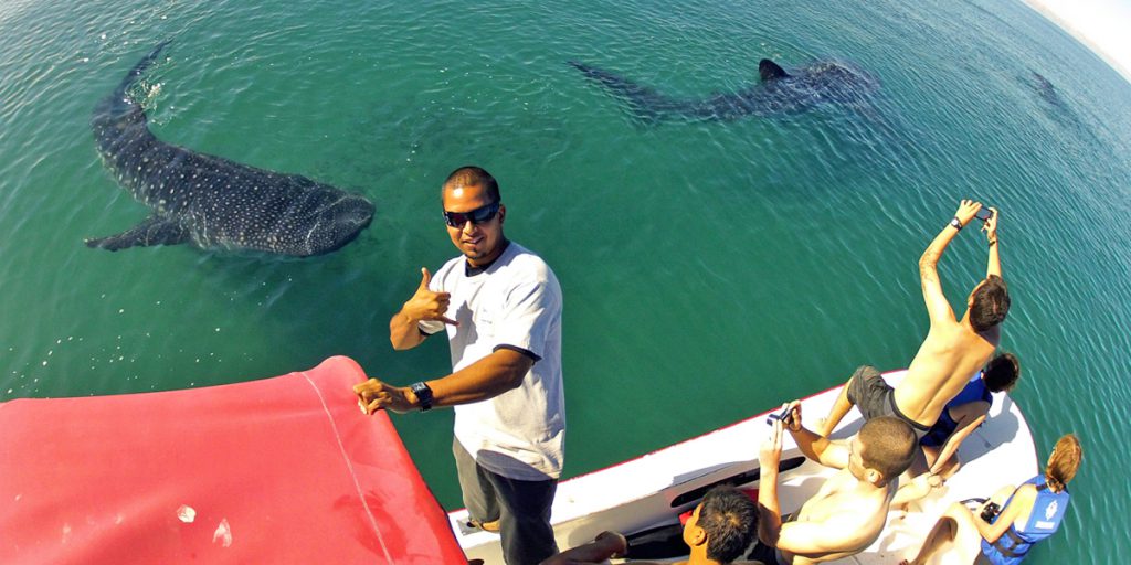 Whale Shark Swimming Tours in the Sea of Cortez with Cabo Expeditions