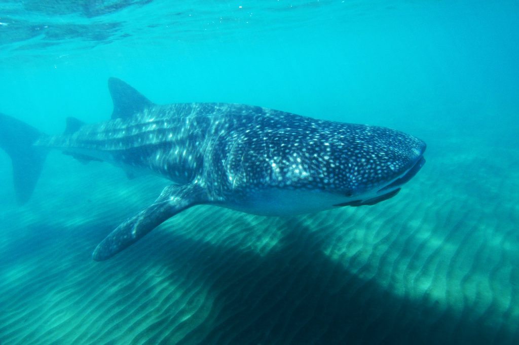 Whale Shark Swimming Tours in the Sea of Cortez with Cabo Expeditions