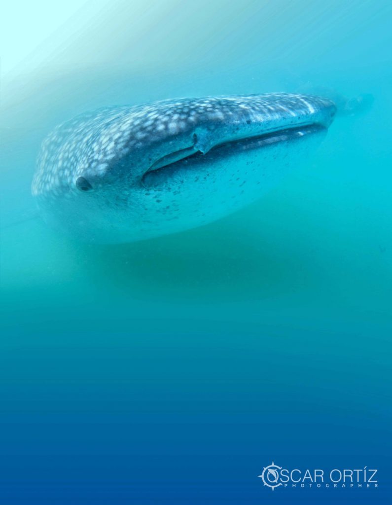 Whale Shark Swimming Tours in the Sea of Cortez with Cabo Expeditions