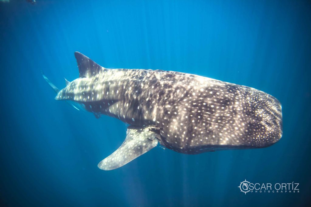 Whale Shark Swimming Tours in the Sea of Cortez with Cabo Expeditions