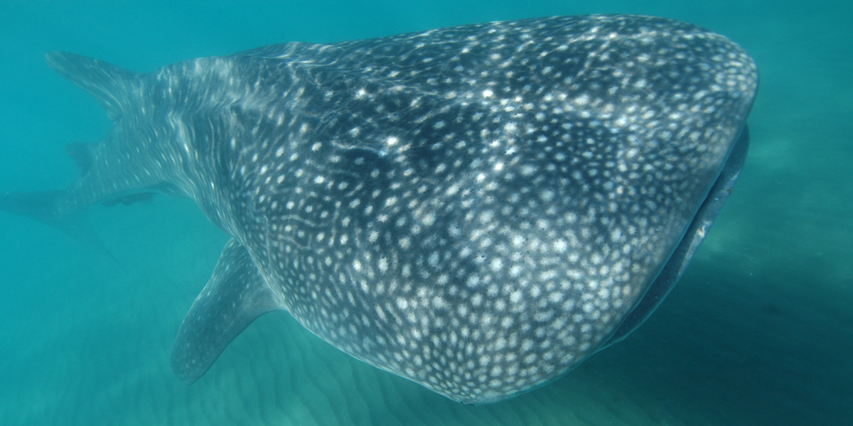 Whale Shark tours in Los Cabos Mexico