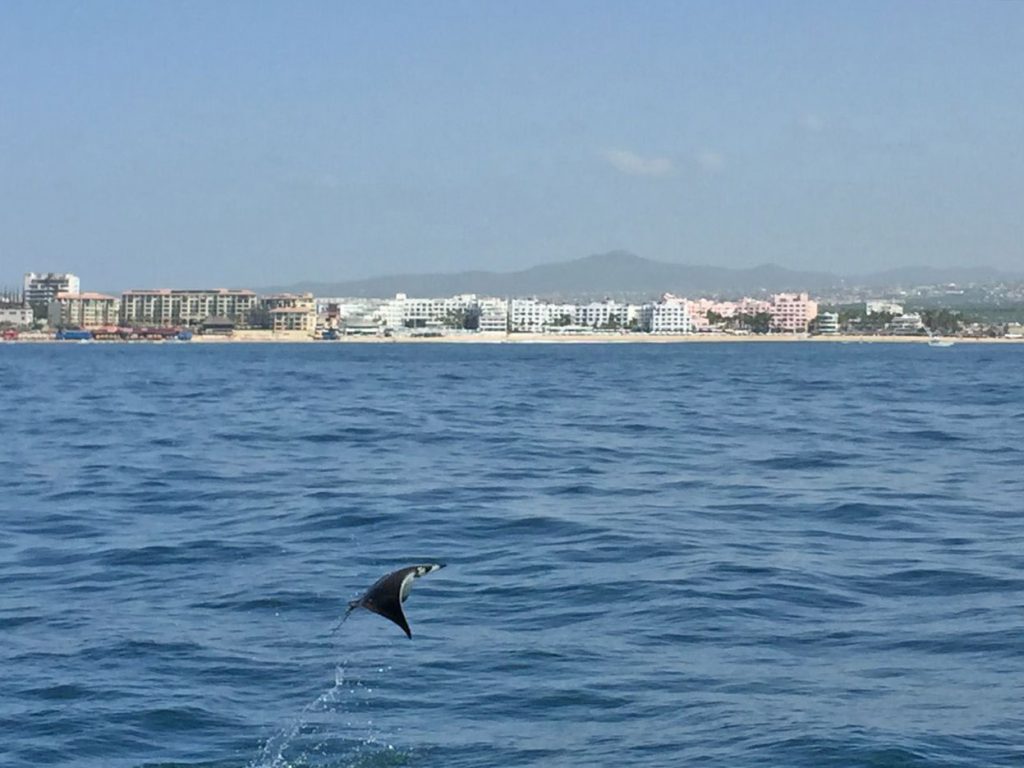 Cabo San Lucas Mexico Boat Cruises