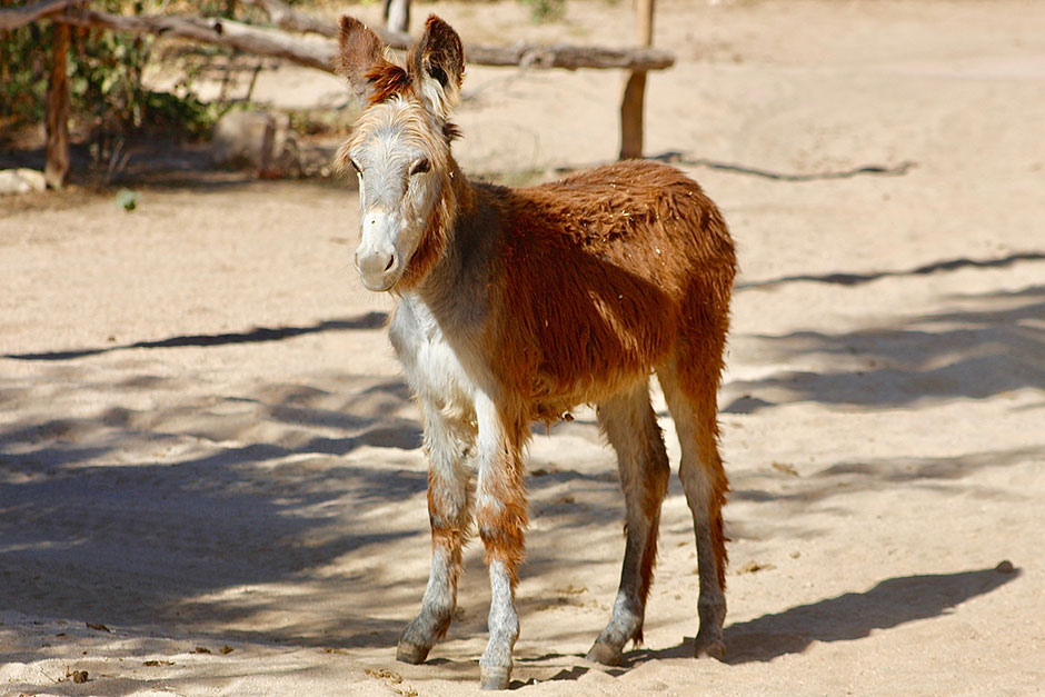 Burro Rescue at Rancho Carisuva