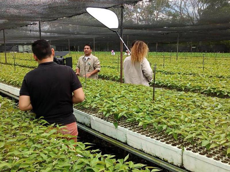 Fighting climate change in Mexico through reforestation 