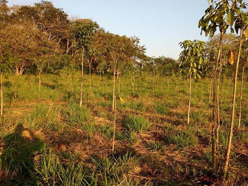 Fighting deforestation in Mexico and climate change