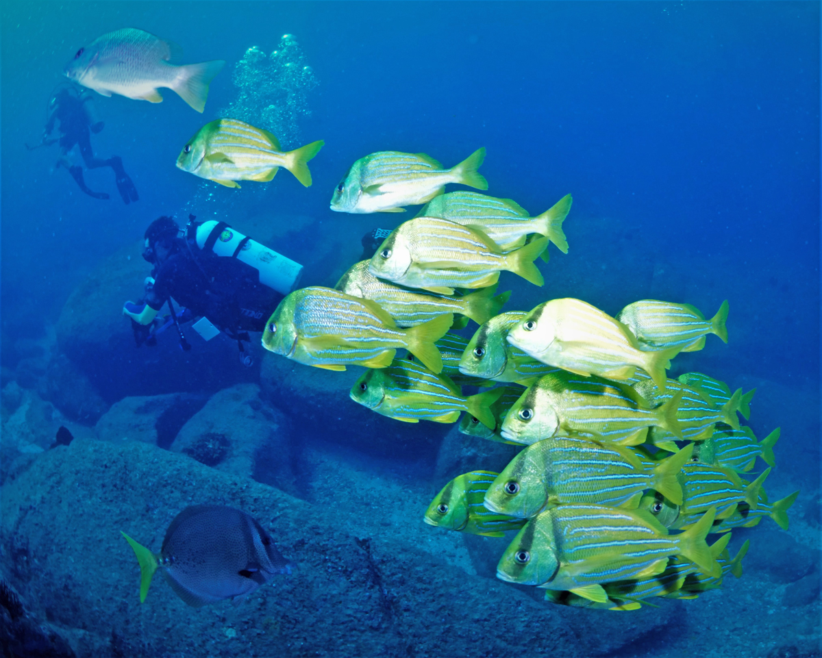 Scuba Diving in the Sea of Cortez at Cabo Pulmo Marine Park in Baja California Sur Mexico