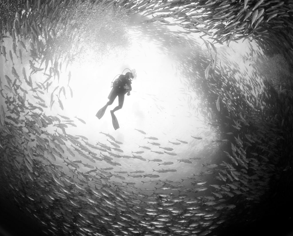 Scuba Diving in the Sea of Cortez at Cabo Pulmo Marine Park in Baja California Sur Mexico