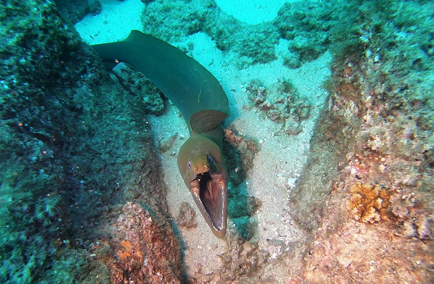 Scuba Diving in the Sea of Cortez at Cabo Pulmo Marine Park in Baja California Sur Mexico