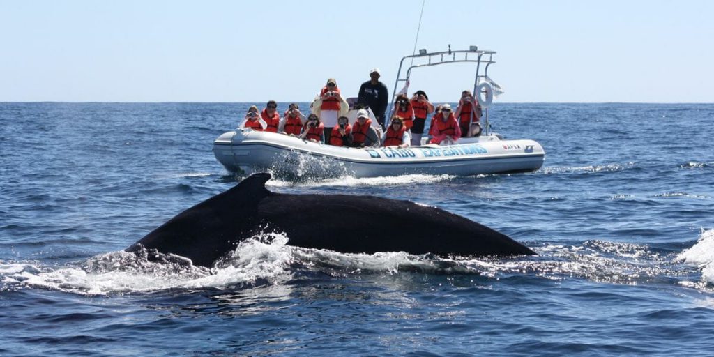 Whale watching tours in Cabo San Lucas Mexico