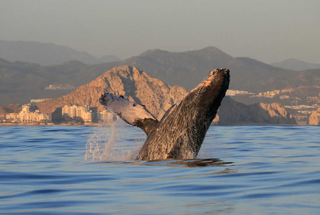 Cabo San Lucas Mexico whale watching tours