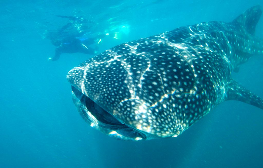Los Cabos Mexico whale shark tours