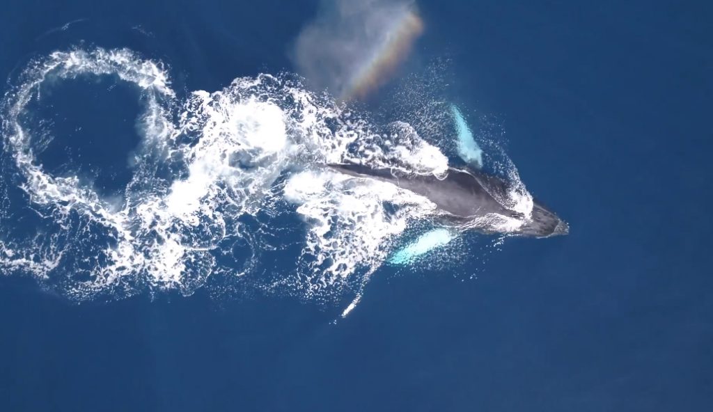 Whale watching in Los Cabos Mexico