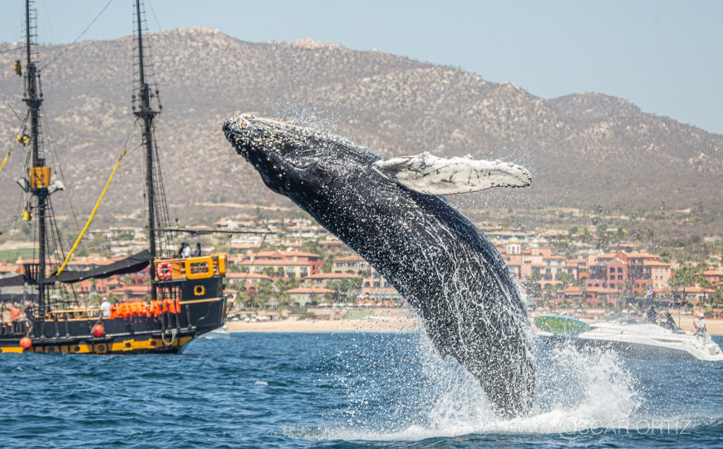 Private ecotours in Los Cabos Mexico